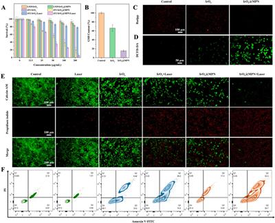 Dual-responsive nanoplatform for integrated cancer diagnosis and therapy: Unleashing the power of tumor microenvironment